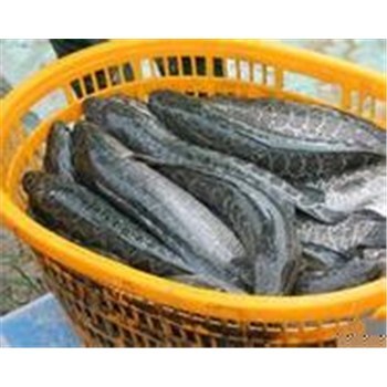 襄陽高粱豐收在望，汈汊湖水產(chǎn)養(yǎng)殖產(chǎn)業(yè)聯(lián)動(dòng)發(fā)展新機(jī)遇