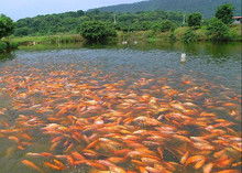 魚苗水產(chǎn)圖片在現(xiàn)代化水產(chǎn)養(yǎng)殖中的關(guān)鍵作用與科學(xué)應(yīng)用