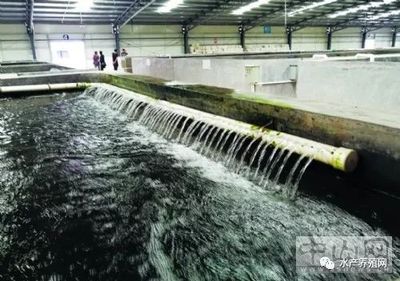 循環水養殖新突破 寶石斑每立方產值2000元，單池達30萬